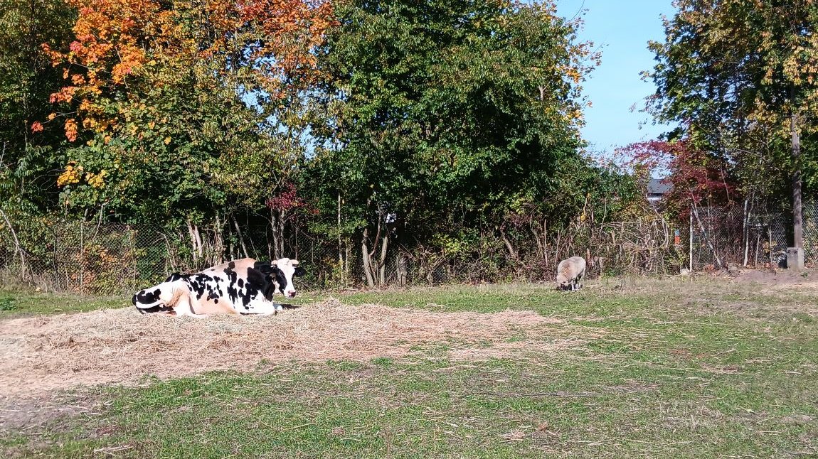 W zagrodzie na trawie pasą się byk i owca