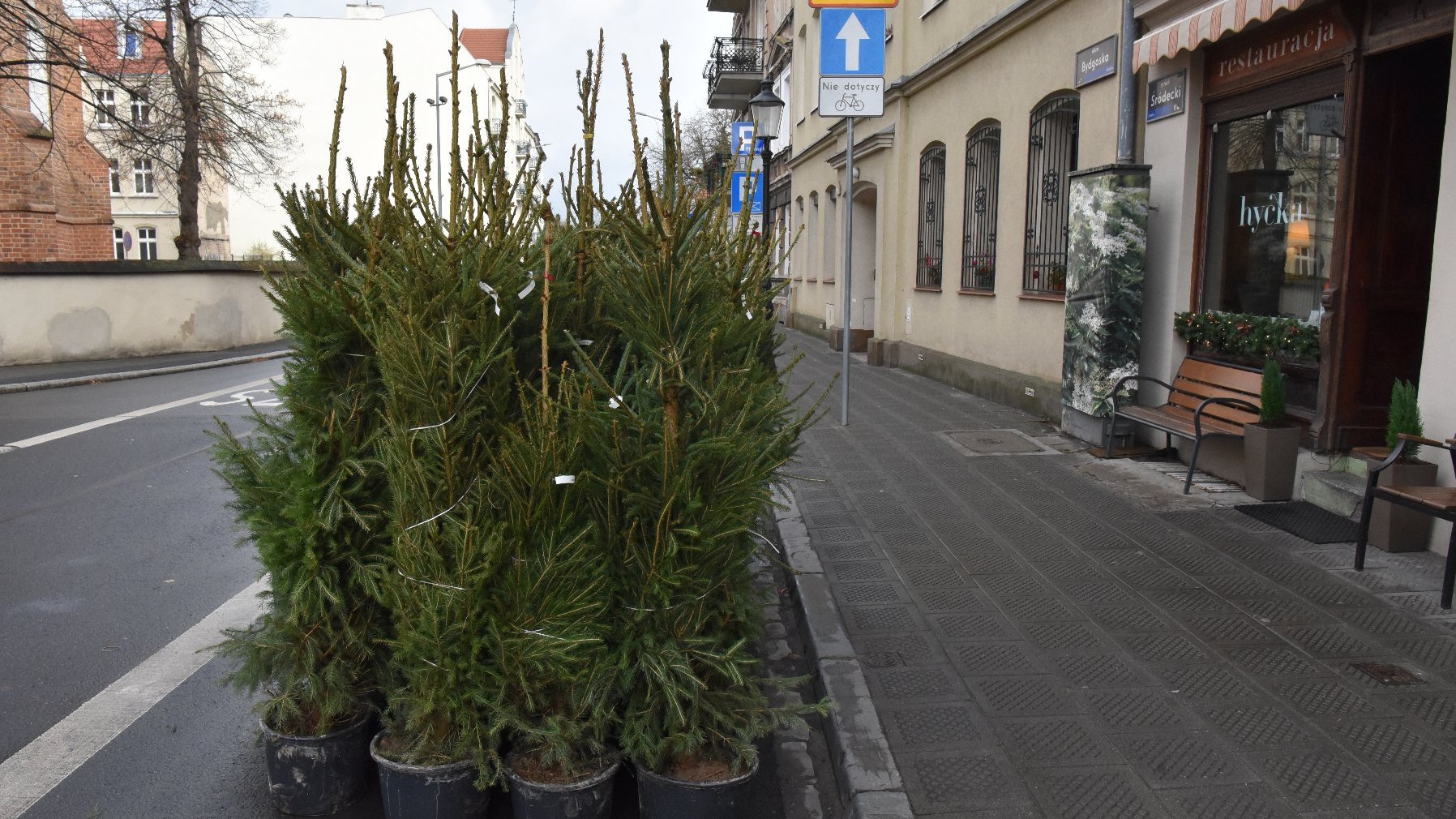 Grupa doniczkowych drzewek iglastych ustawionych na chodniku przy ulicy. Drzewka są ściśle ułożone w czarnych donicach. Ulica jest otoczona budynkami, z których jeden ma znak z napisem 'restauracja', a drugi znak wskazuje przejście dla pieszych i ścieżkę rowerową. Chodnik jest wybrukowany, a przed restauracją znajduje się ławka i kilka donic z roślinami.