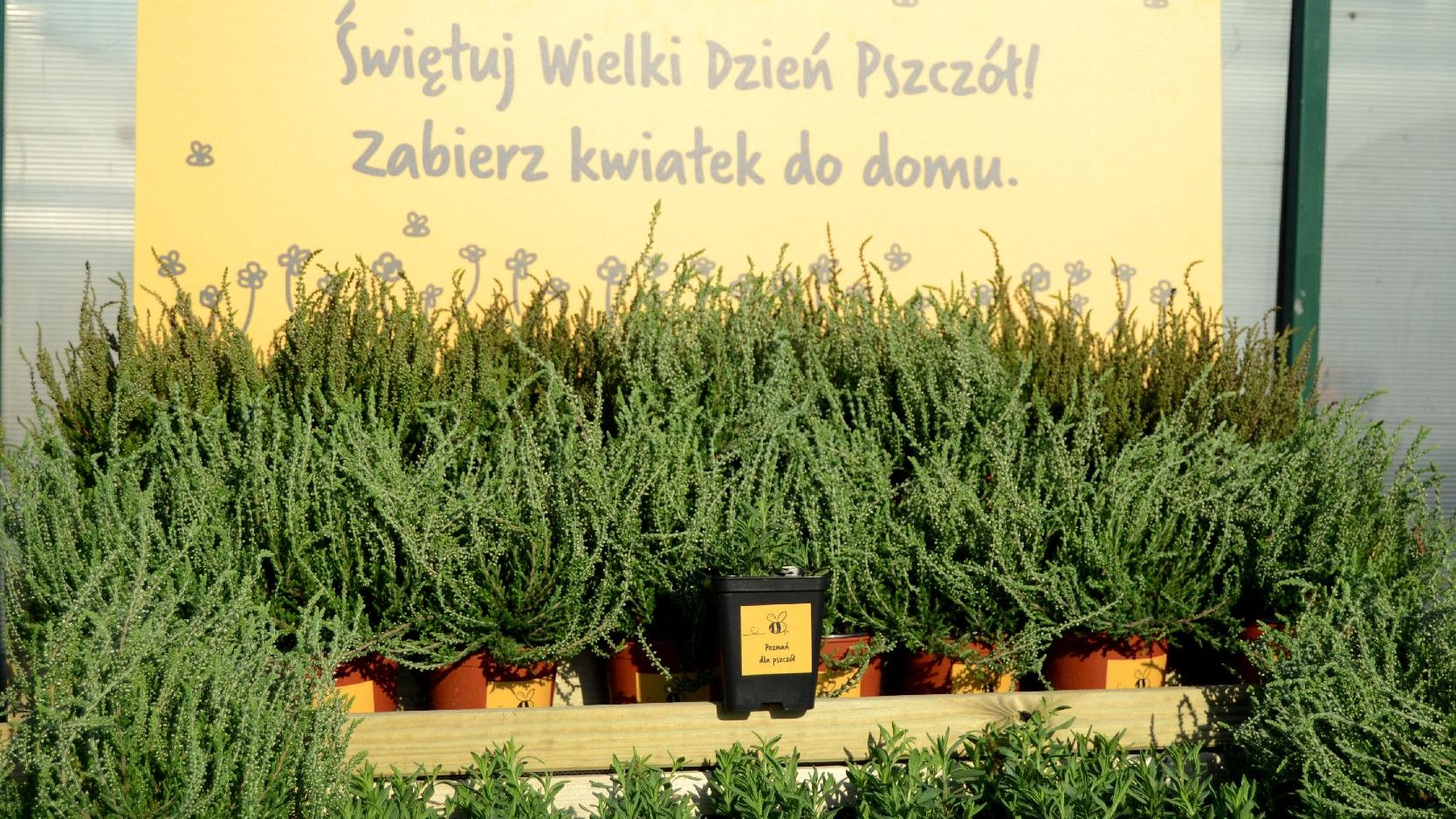 Na zdjęciu znajdują się rośliny - wrzosy i lawendy. W tle widać napis "Świętuj z nami Wielki Dzień Pszczół. Zabierz kwiatek do domu"