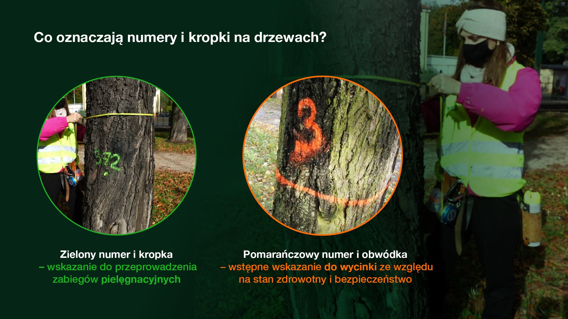 Grafika przedstawia dwa zdjęcia pni drzew, umieszczone w kółkach. Na jednym widać numer i zieloną kropkę, na drugim linię i numer. Pod zdjęciami znajduje się wyjaśnienie, co dane znaki oznaczają.