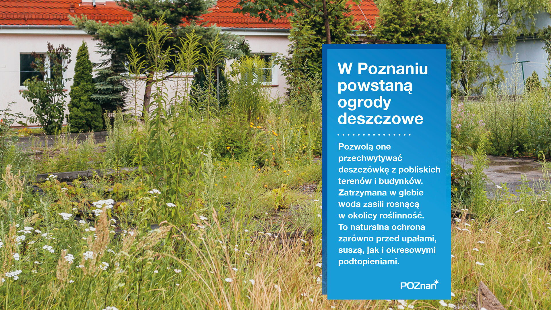 Grafika przedstawia ogród deszczowy - woda znajduje się wśród zieleni, na drugim planie widać dom. - grafika artykułu