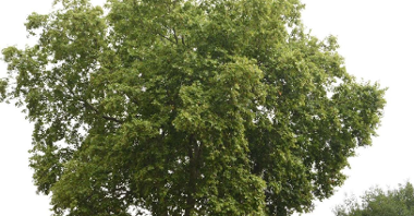 Zdjęcie przedstawia drzewo.