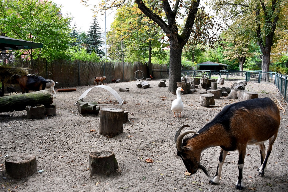 zagroda w Starym Zoo w Poznaniu, na pierwszym planie kozioł, na drugim gęś, środku zagrody rośnie drzewo - grafika artykułu