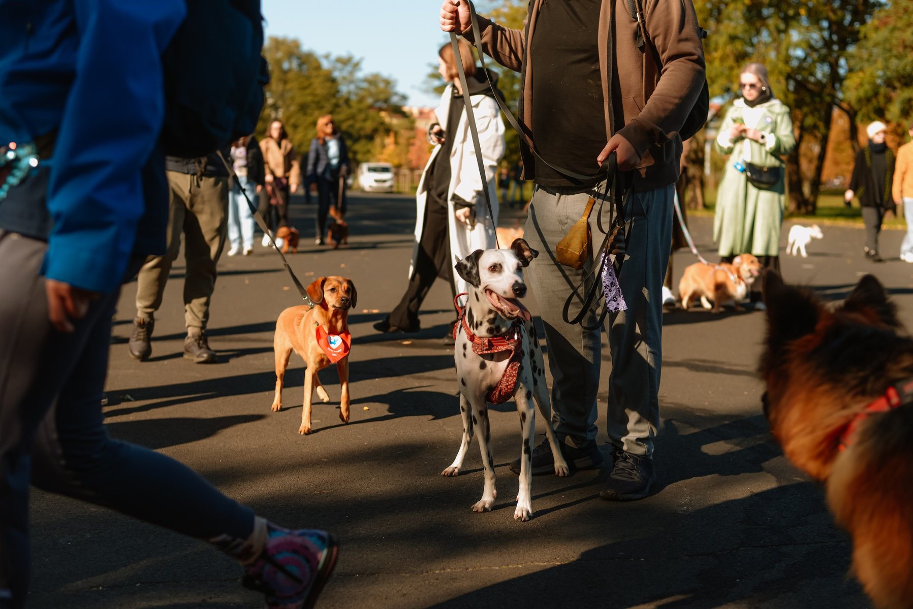 Na ulicach Poznania ponownie zagości Marsz Kejterka - wydarzenie, które łączy miłośników psów i promuje odpowiedzialną opiekę nad zwierzętami Zdjęcie psów na smyczy podczas Marszu Kejterka
