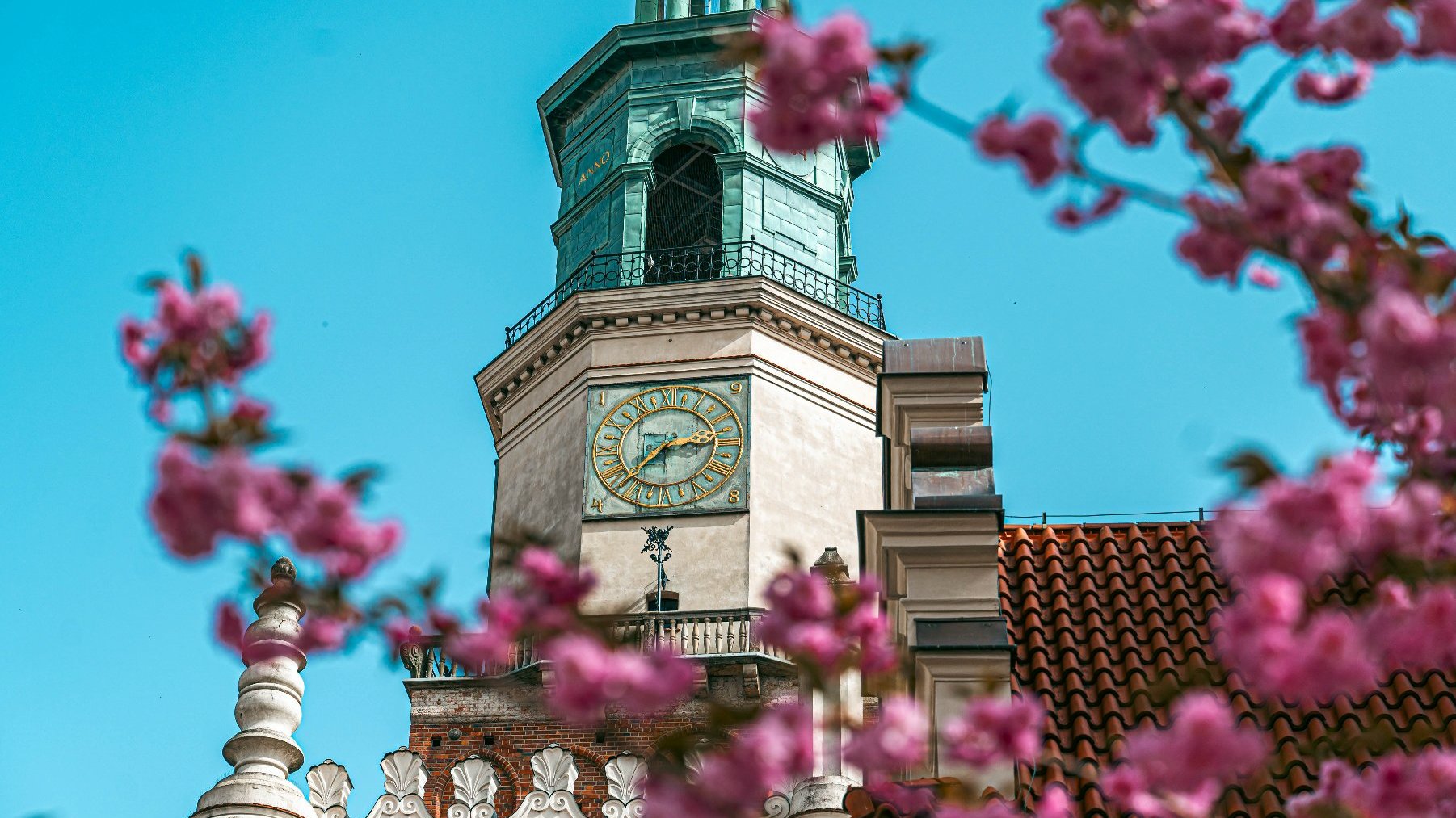 Na zdjeciu zegar Ratusza, na pierwszym planie kwitnąca gałąź drzewa