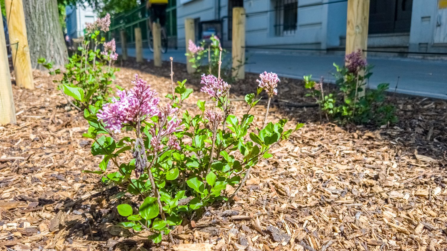 Galeria zdjęć z odnowionej ul. Czarnieckiego