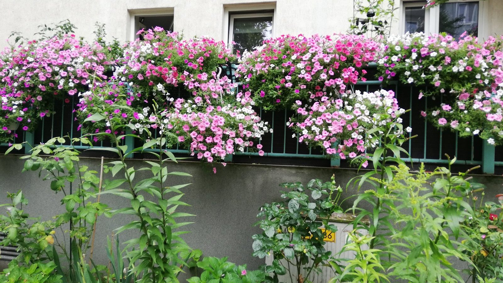 Zdjęcie przedstawia ukwiecony balkon.