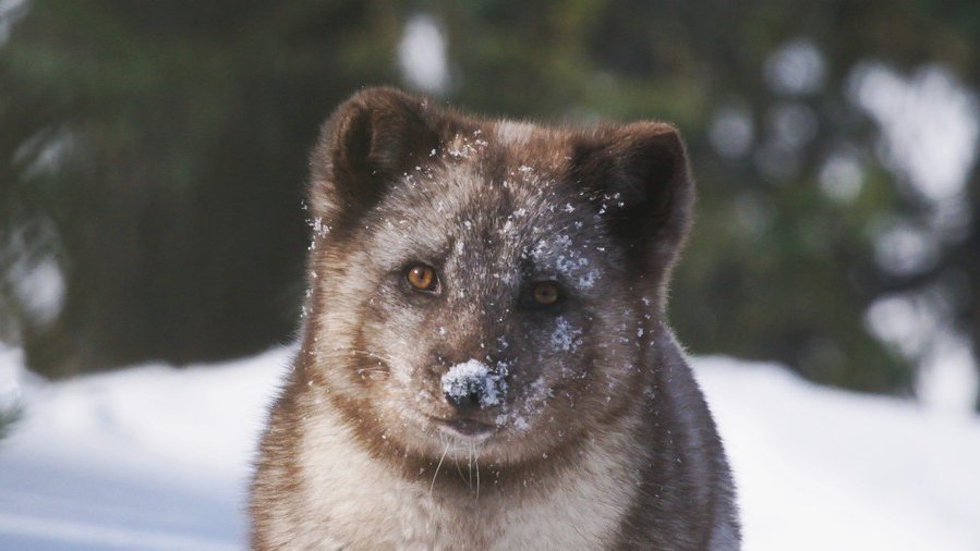 Polarny lisek pokazany z bliska. Jest bardzo puchaty, ma brązowe oczy. Cały jest przypruszony śniegiem, za nim widać drzewa i zimowy krajobraz.