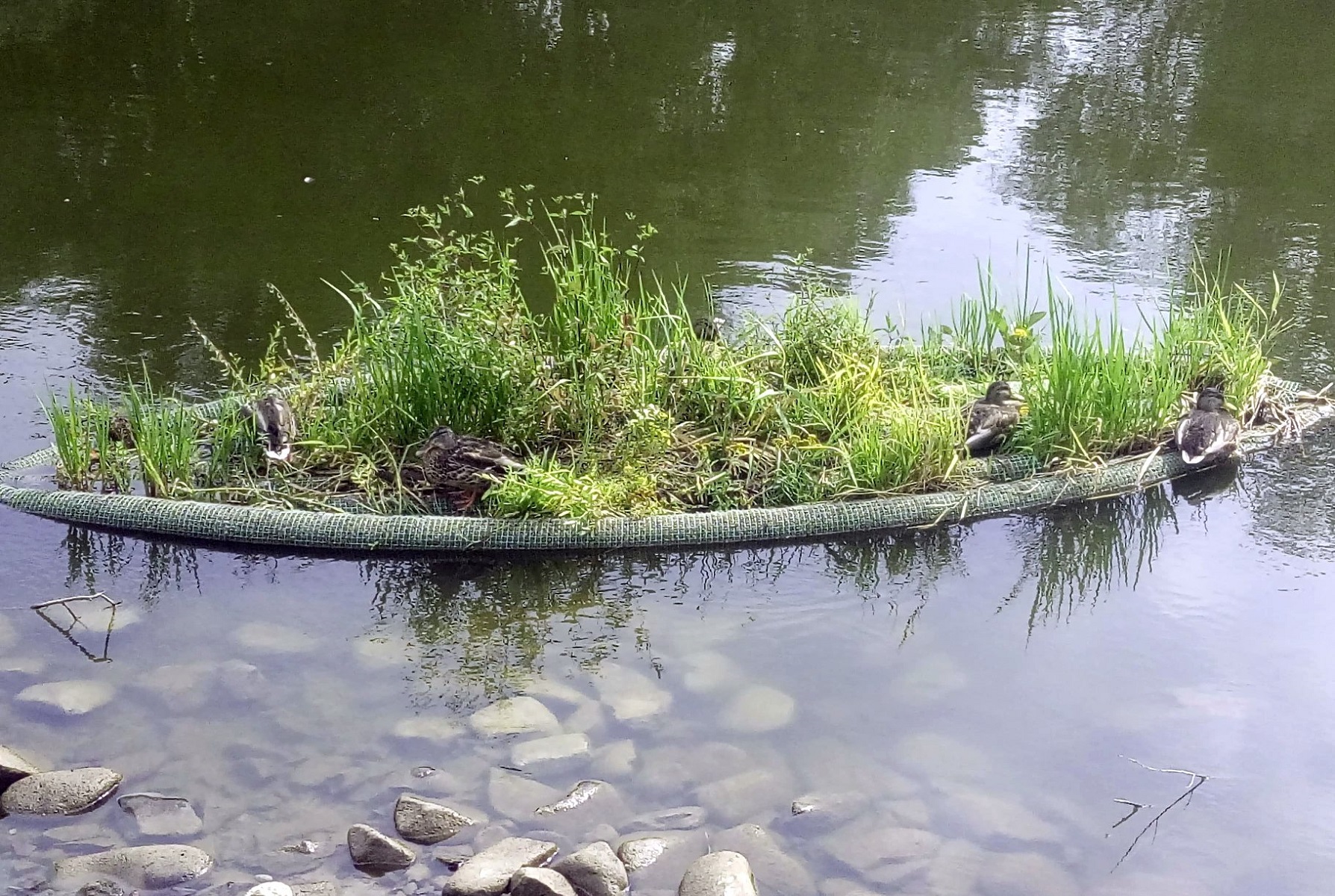 Ogród pływający na rzece Warcie przy plaży miejskiej na Wildzie, autor - Fundacja OnWater.pl z Wrocławia