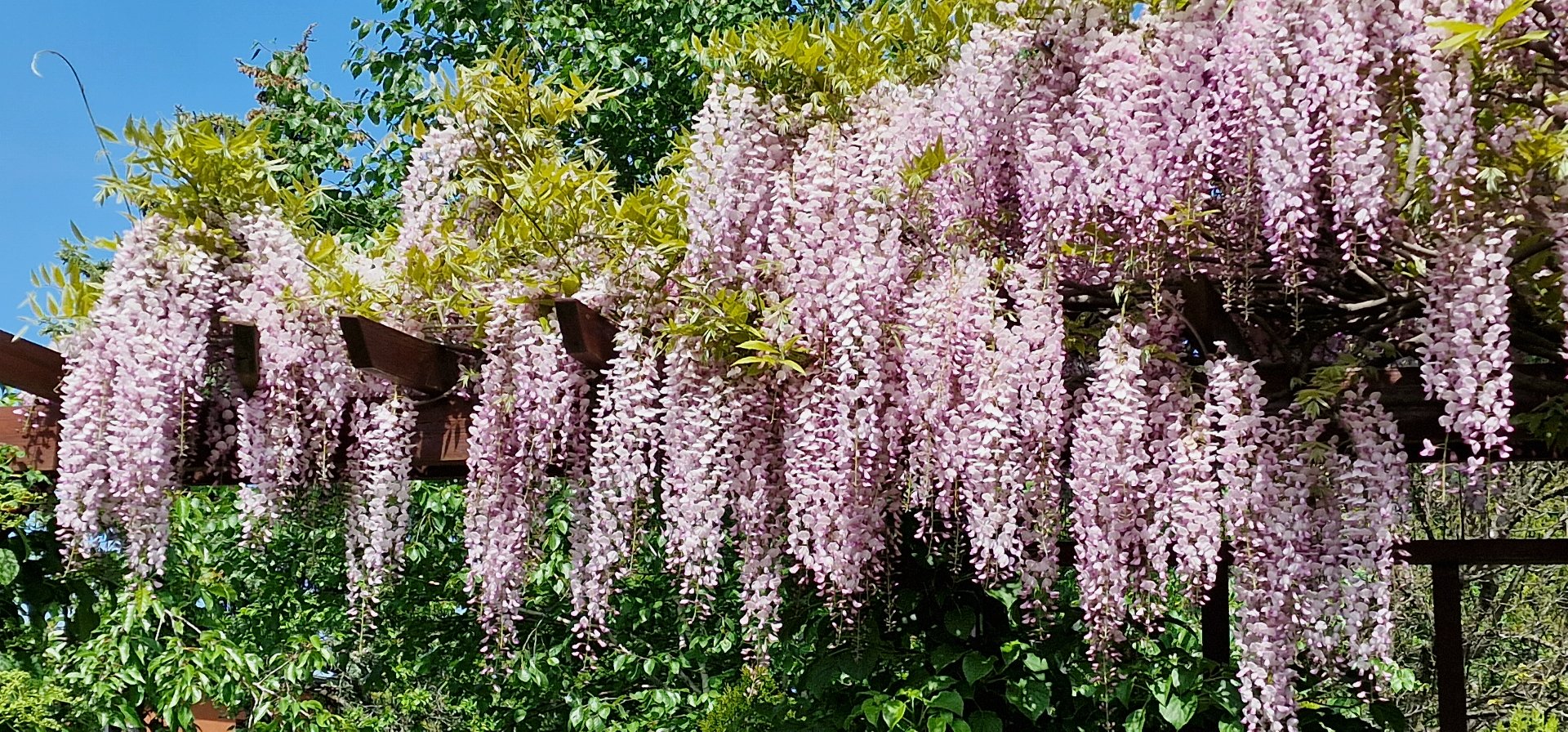 Wyróżnienie Dyrektora Ogrodu Botanicznego UAM za "Pnącza w ogrodzie" dla Państwa Barbary i Przemysława Strzelczyk (Rada Osiedla Starołęka-Minikowo) Altana ogrodowa porośnięta wisterią.