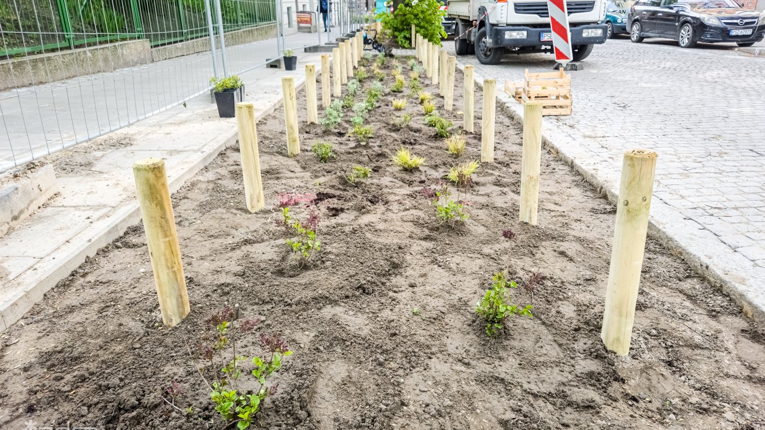 Galeria zdjęć z nasadzeń nowych drzew i zieleni niskiej przy ul. Czarnieckiego