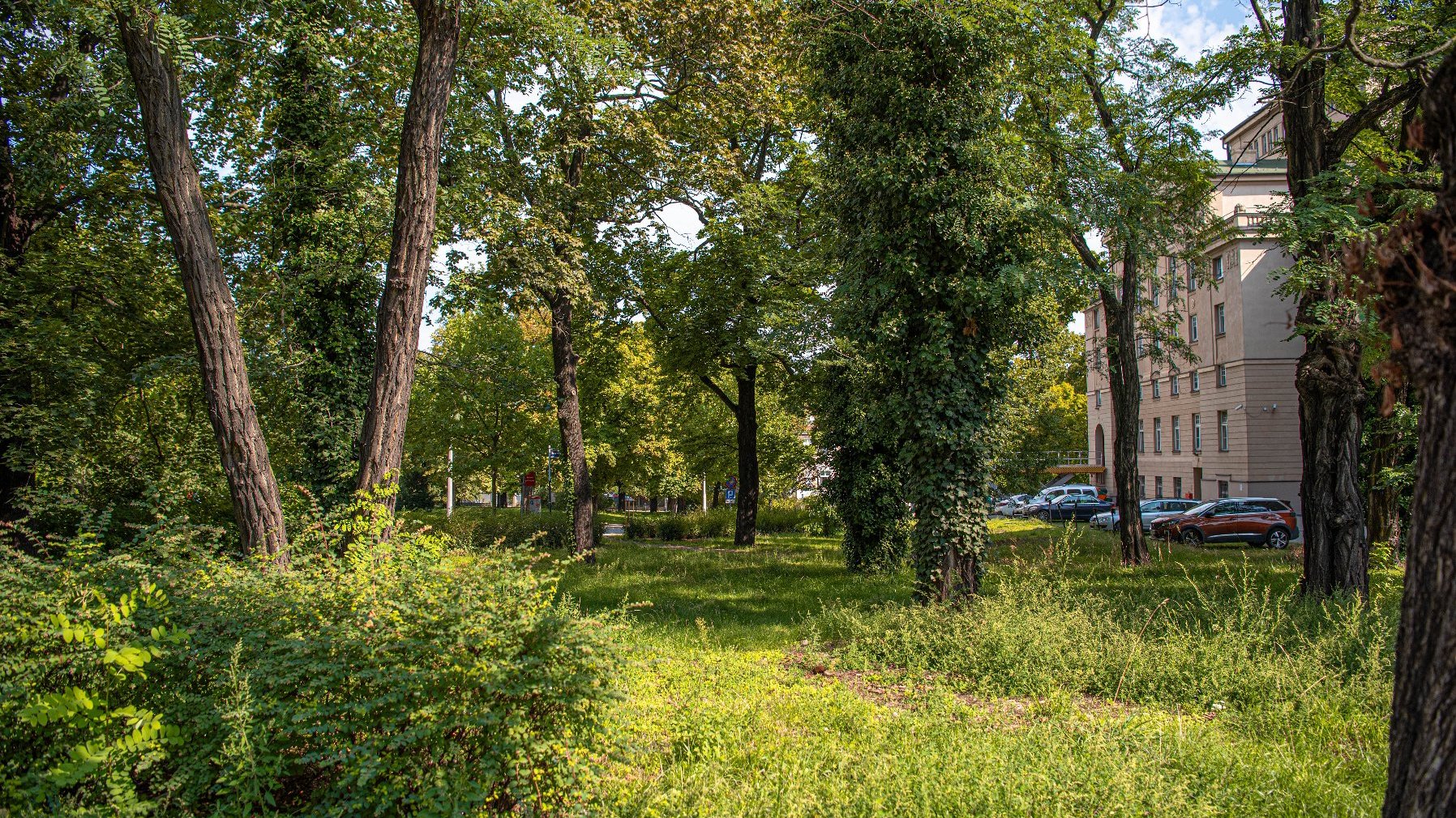 Zdjęcie przedstawia park. Widać na nim zieleń - trawę i drzewa. W tle znajduje się budynek i zaparkowane samochody.