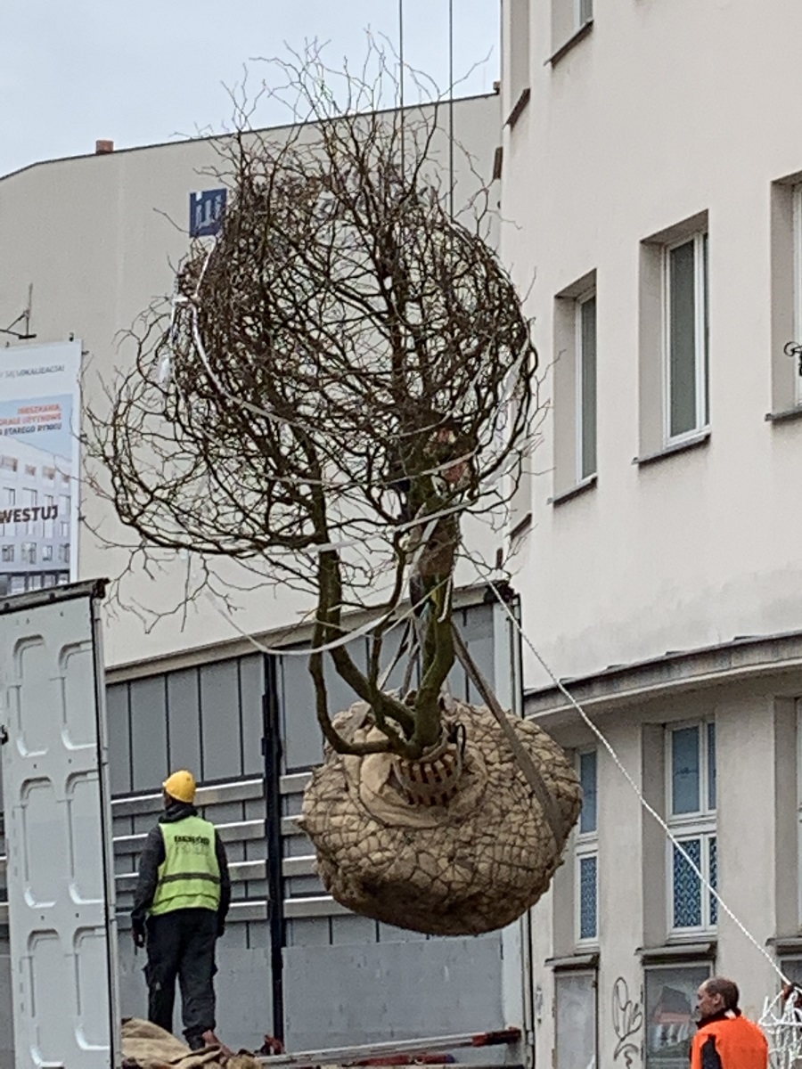 Platany na placu Kolegiackim - grafika artykułu