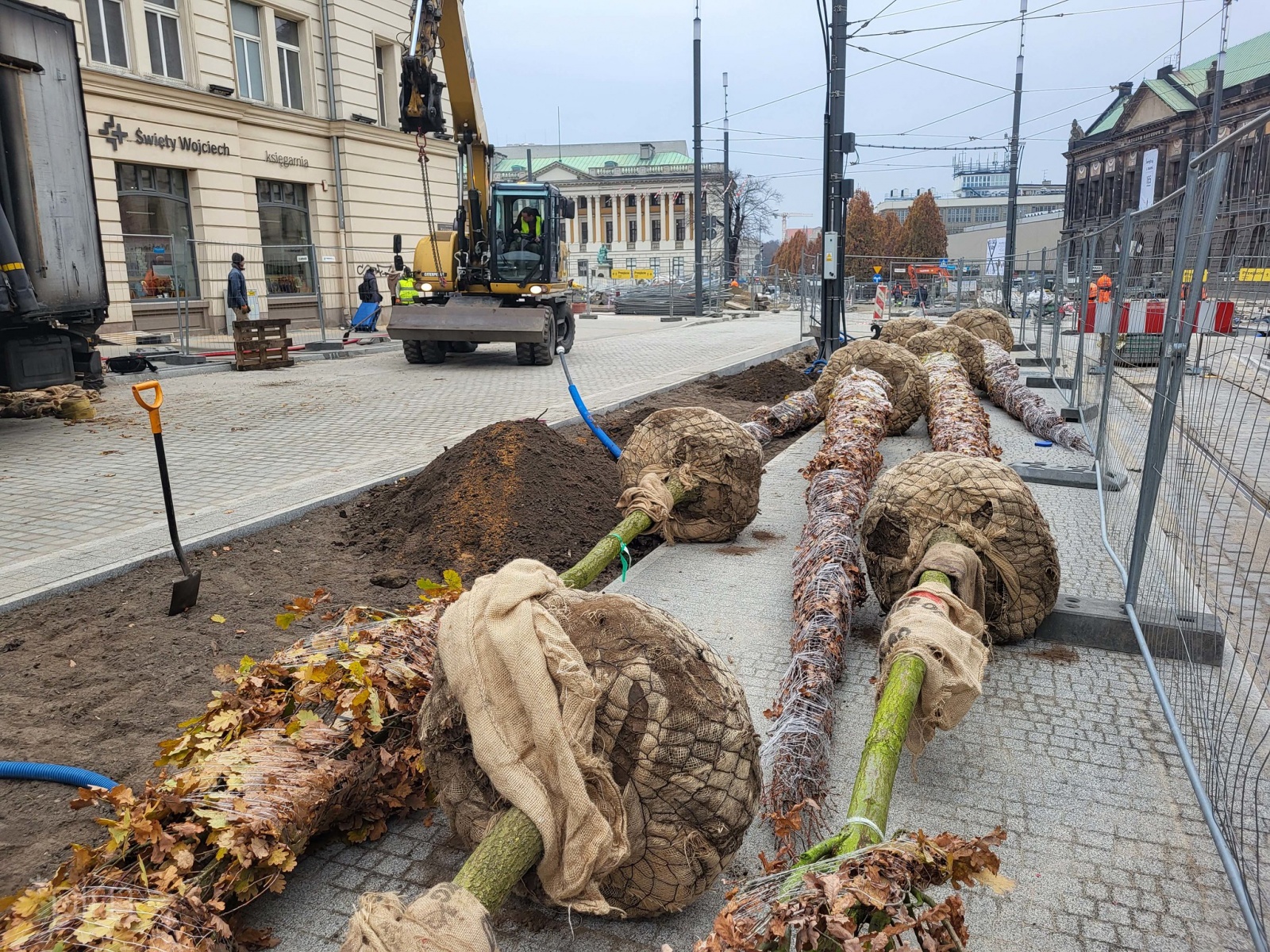 Program Centrum - sadzenie drzew na al. Marcinkowskiego (foto: PIM) - grafika artykułu