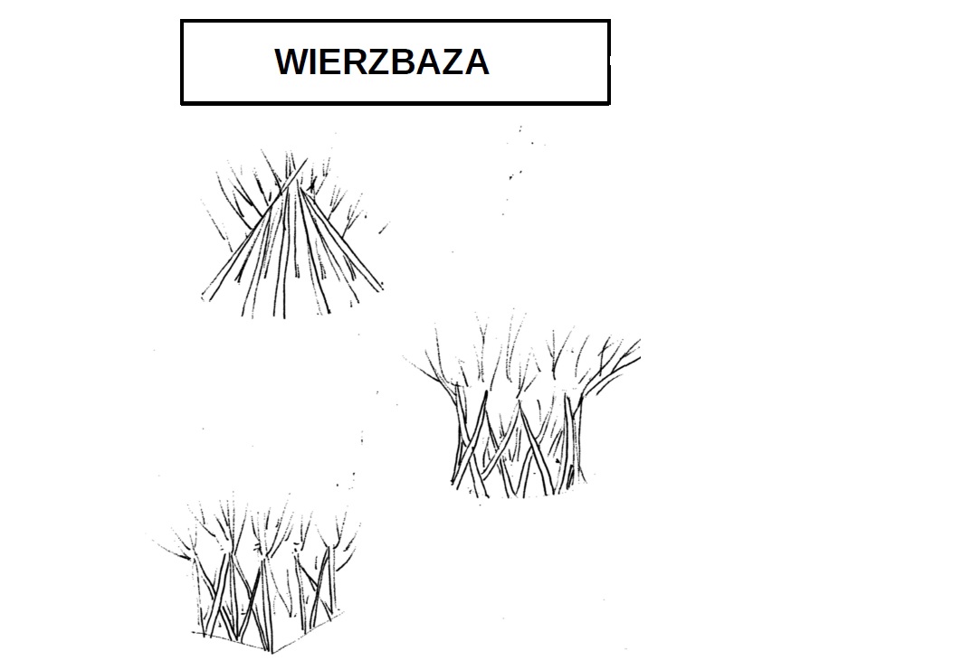 Wierzba