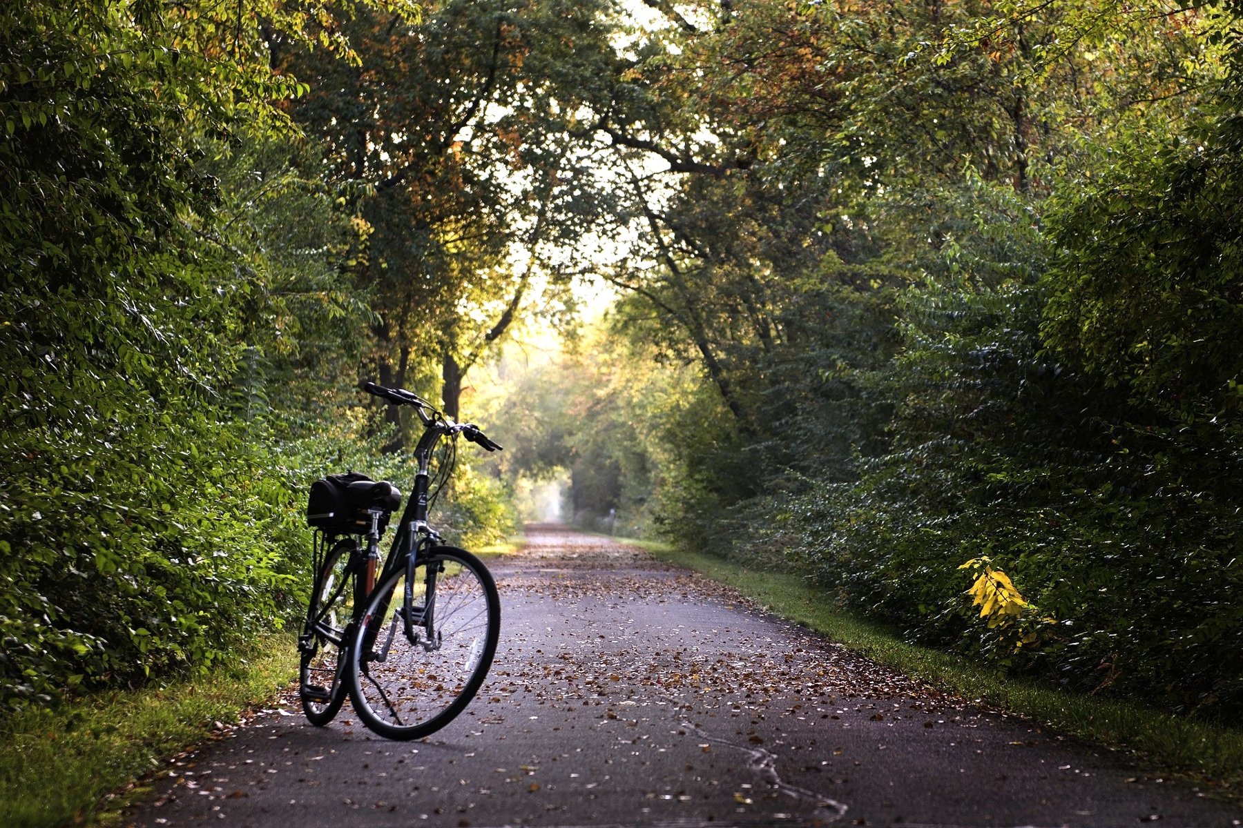 Ciemny rower zaparkowany na asfaltowej ścieżce ciągnącej się wzdłuż bujnie rosnących drzew i krzewów. - grafika artykułu