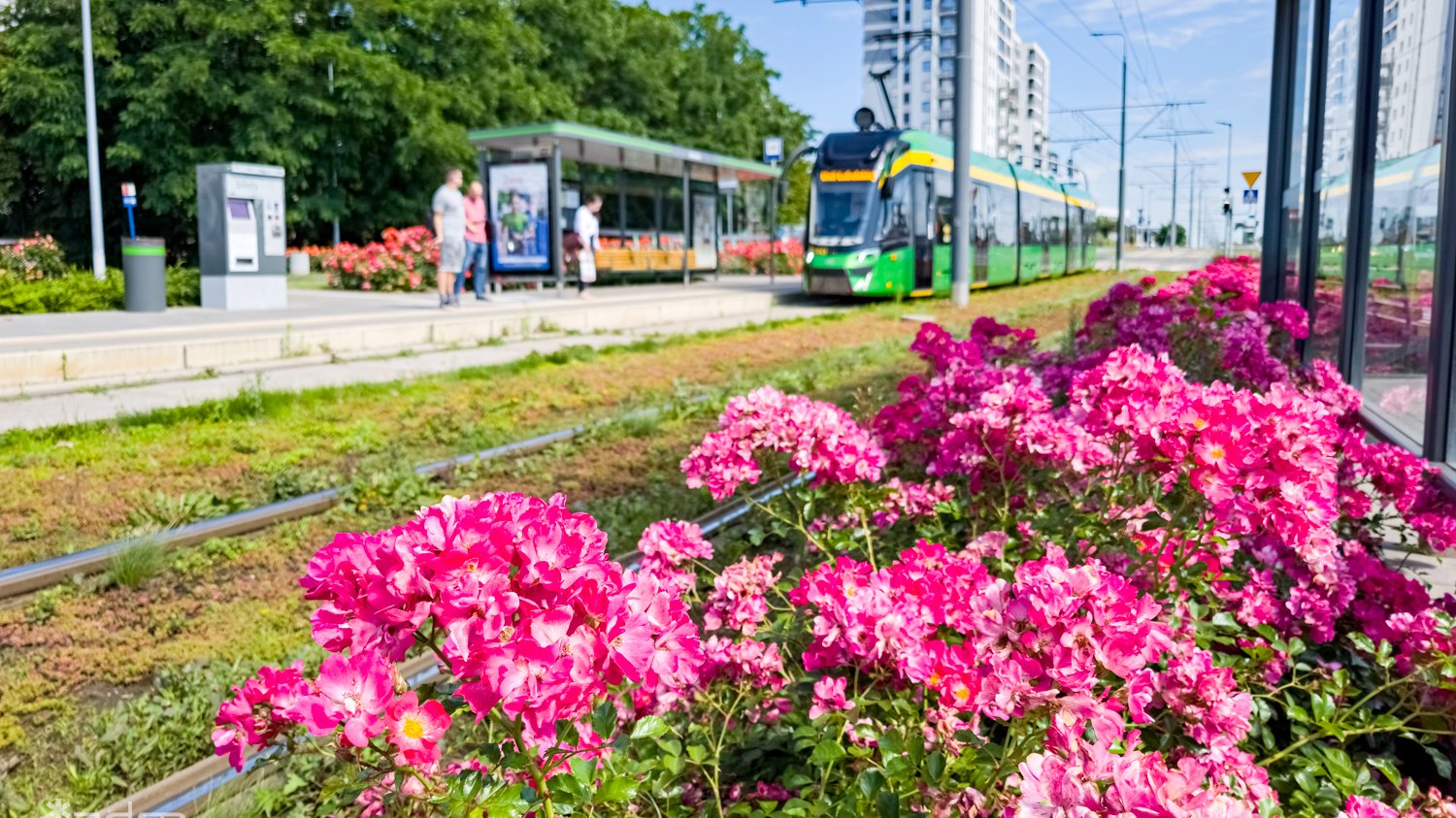 Galeria zdjęć róż w Poznaniu