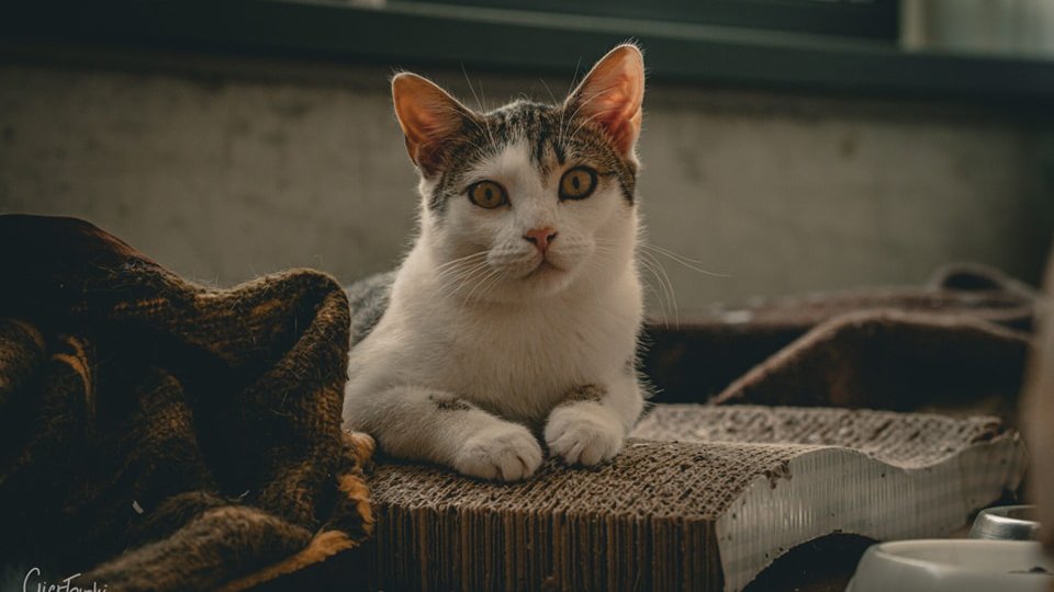 Na zdjęciu kot na kartonowym drapaku