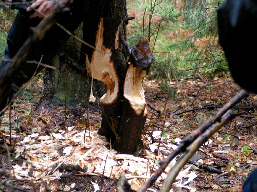 Wycieczka przyrodnicza do Stobnicy