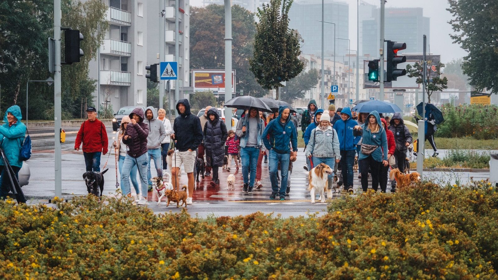 Zdjęcie przedstawia dużą grupę ludzi, którzy idą z psami na smyczy.