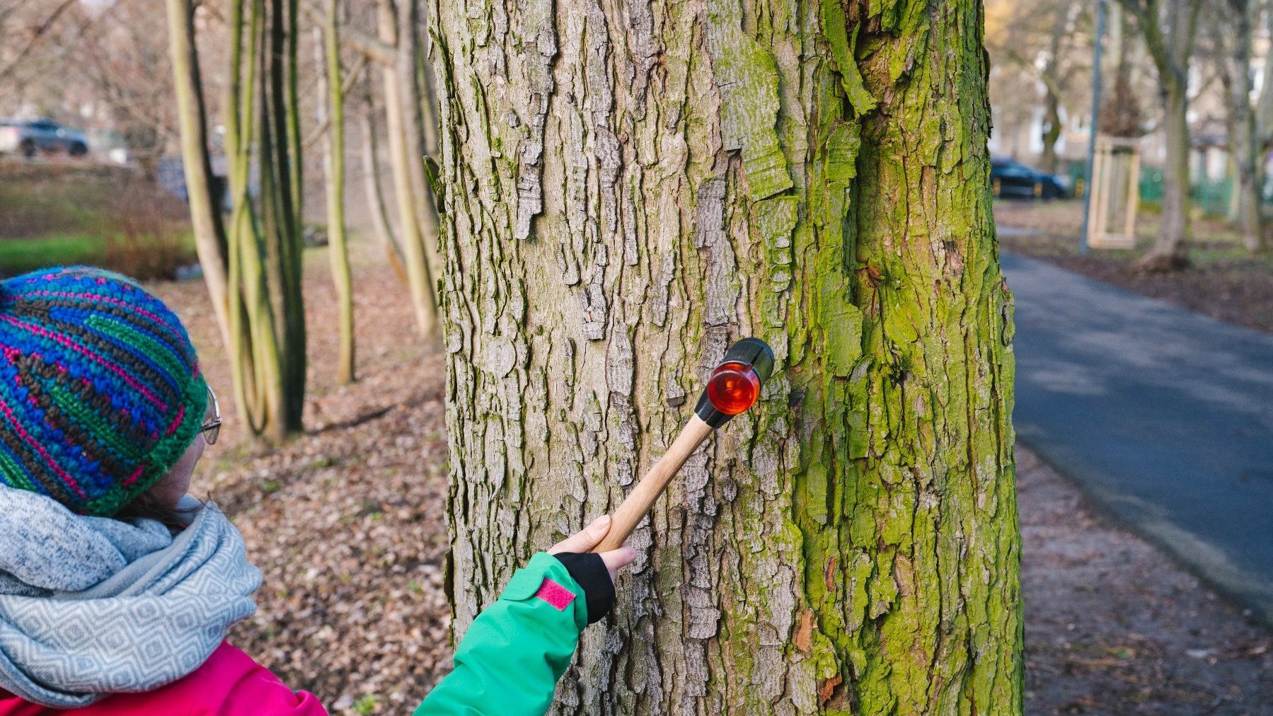 Zdjęcie przedstawia osobę badającą drzewo.