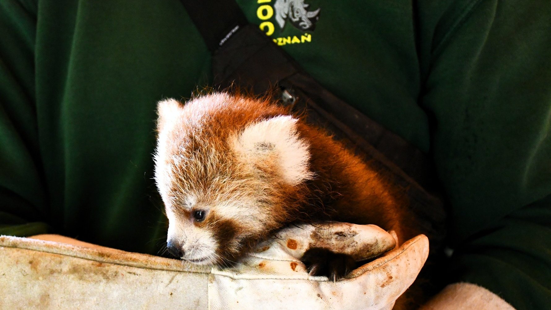 Na zdjęciu mała pandka trzymana przez człowieka