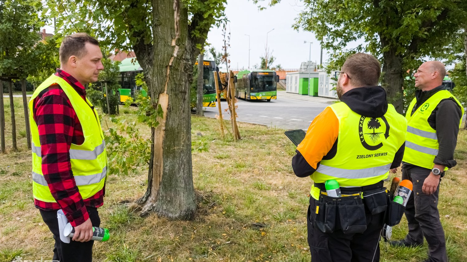 Galeria zdjęć z przeglądu drzew