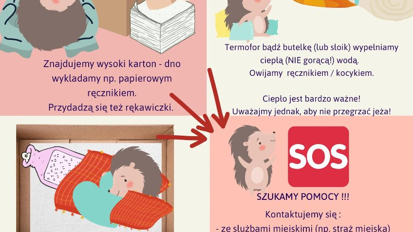 Plakat z poradami, jak pomagać jeżom. Znajdują się na nim rysunki z instrukcjami przedstawiającymi jeże w różnych sytuacjach, np. w kartonie, na rękach oraz informacje tekstowe.