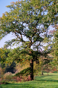 The Rogalin Landscape Park