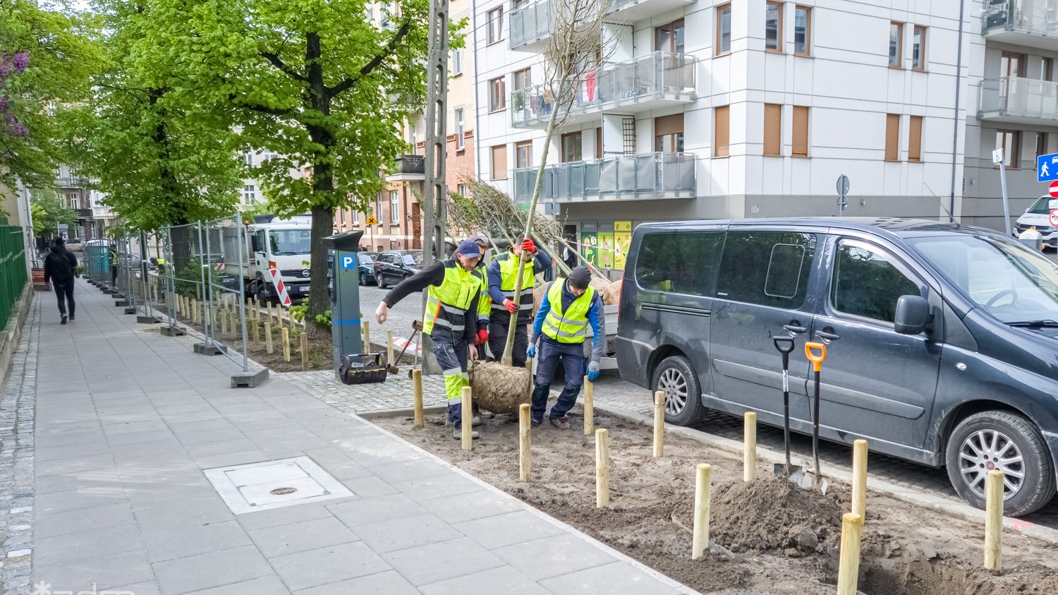 Galeria zdjęć z nasadzeń nowych drzew i zieleni niskiej przy ul. Czarnieckiego