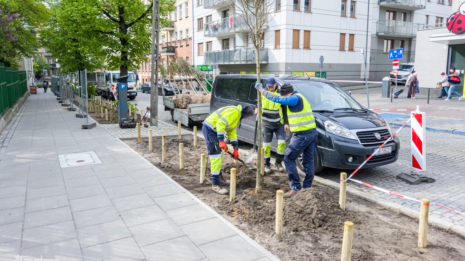 Galeria zdjęć z nasadzeń nowych drzew i zieleni niskiej przy ul. Czarnieckiego