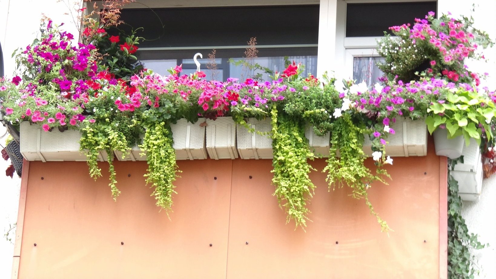 Zdjęcie przedstawia ukwiecony balkon.