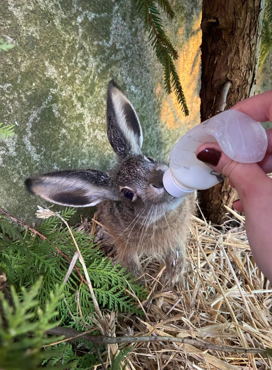 Na fotografii widać zająca, który jest karmiony przez człowieka mlekiem, znajdującym się w butelce. Zając siedzi na sianku, obok niego znajduje się roślina.