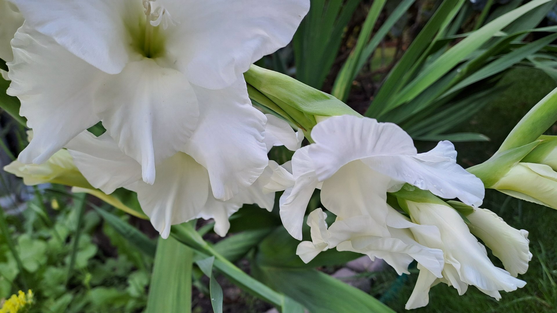 gladiole -białe mieczyki na tle zieleni