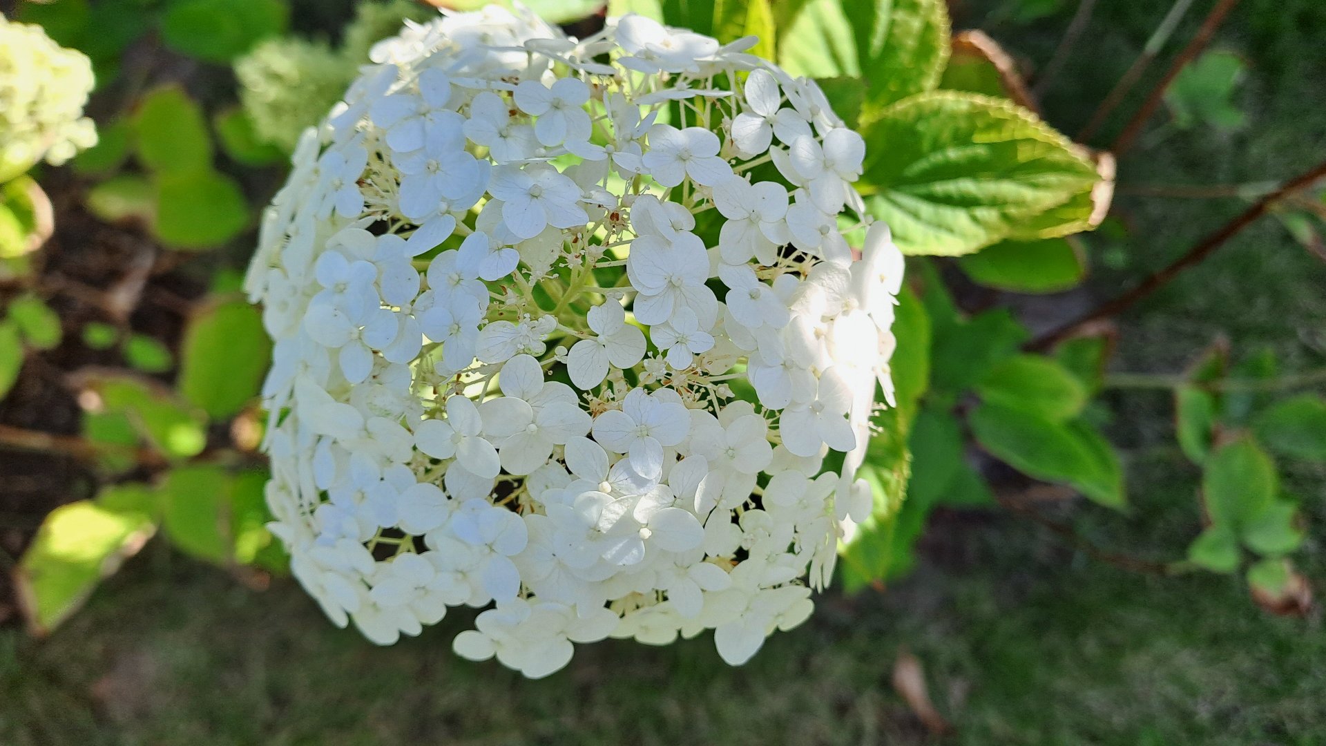 hortensja bukietowa-biała