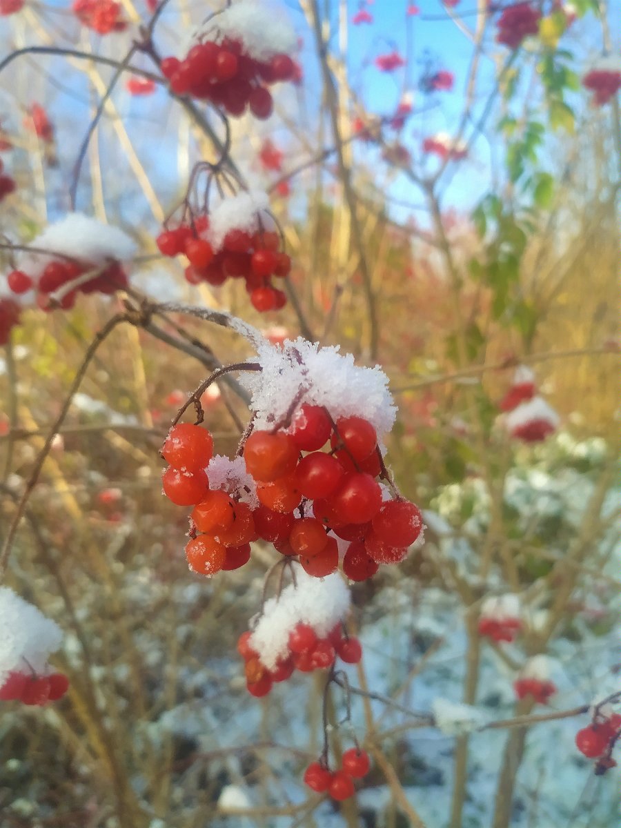 Kalina wonna (Viburnum farreri) - wonna (Viburnum farreri) - krzew odporny na mróz, na zdjęciuy widoczne pędy kaliny z ośnieżonymi owocami koloru czerwonego,zdjęcie:https://pl.wikipedia.org/wiki/Kalina_ (ro%C5%9Blina)#/media/Plik:Owoce_kaliny_koralowej_zim%C4%85.jpg