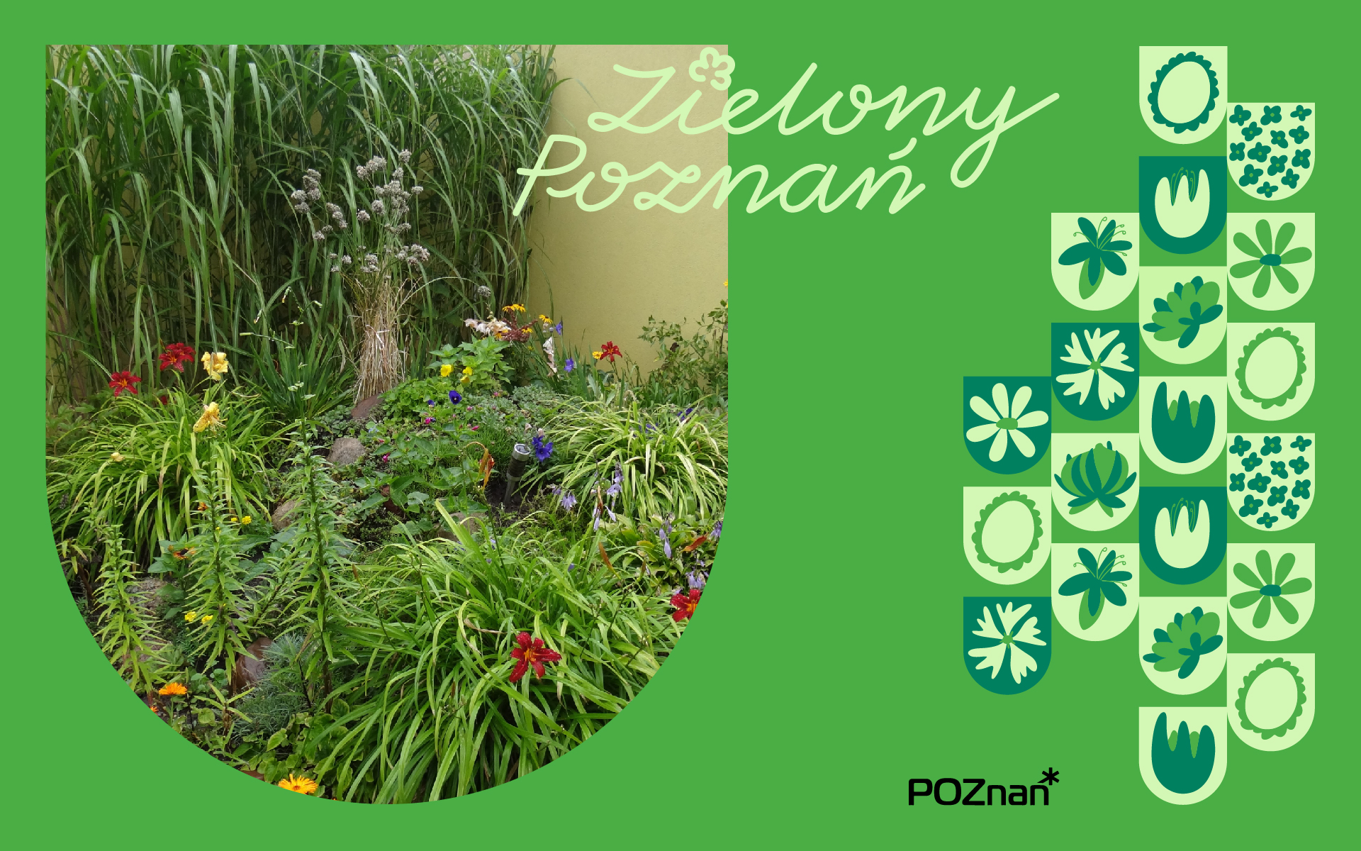 logo konkursu "Zielony Poznań" ,grafika konkursu, na zielonym tle widoczne rośliny z ogrodu, żółte,czerwone liliowce, trawy, fioletowe rozwary, żółte rudbekie w oddali, żółte wiesiołki pomiędzy liliowcami,różowe i fioletowe ostróżki, pomarańczowe małe nagietki, na tle żółtej ściany trawy 'Miskant' , napis Zielony Poznań, komunikat oraz zielone herby z kwiatami