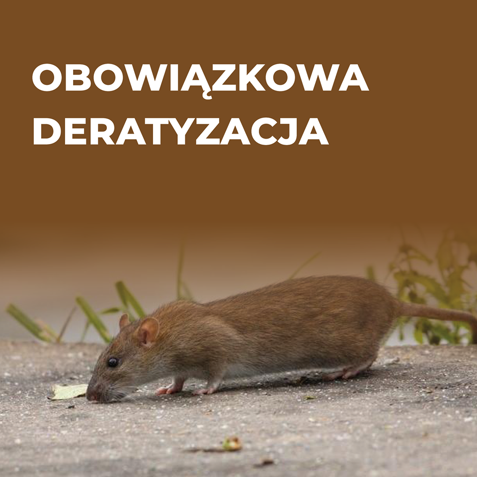 Obowiązkowa deratyzacja