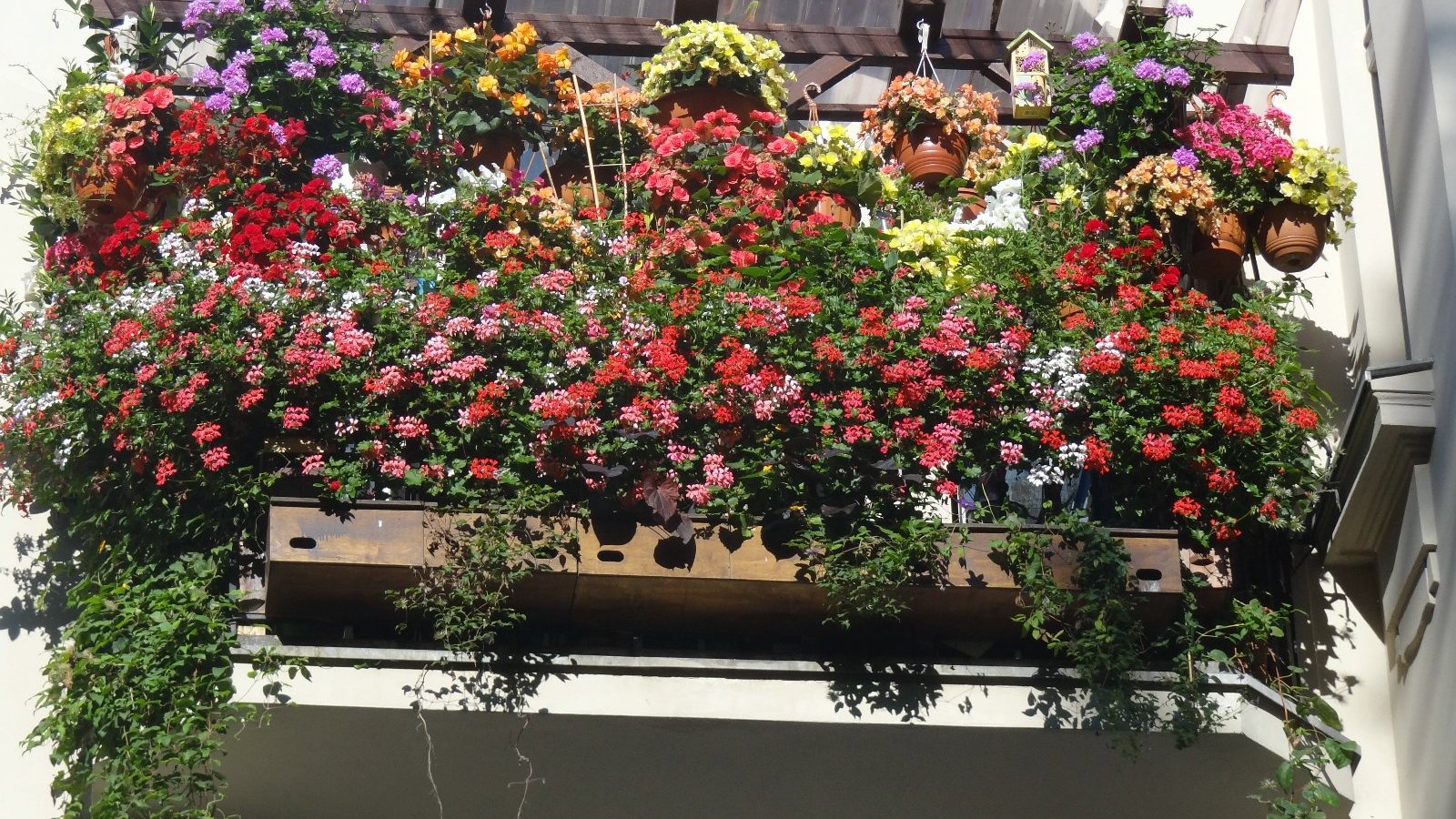 Państwo Dorota i Maciej Majewscy -wielkrotni laureaci w kategorii balkon,w konkursie Zielony Poznań,na pierwszym planie zdjęcia widać czerwone kwiaty ,a nad nimi doniczki z żółtymi,pomarańczowymi i fioletowymi kwiatami pomiędzy nimi domek dla owadów