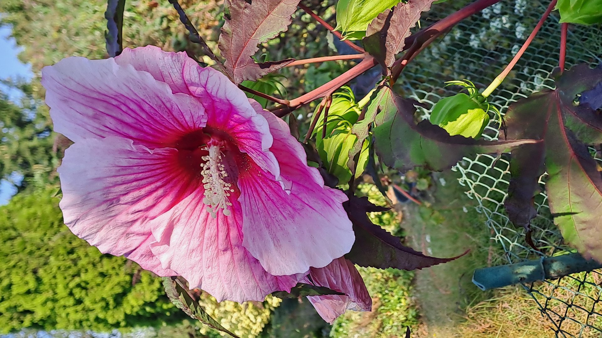 obiekty i rośliny w roli głównej podczas oceny w II etapie miejskim XXXI edycji konkursu "Zielony Poznań",na zdjęciu różowy hibiskus