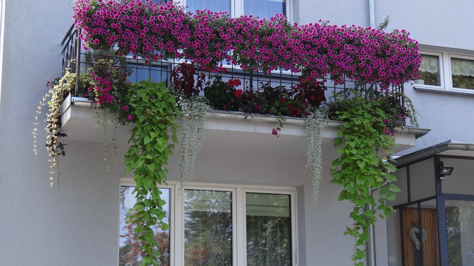 Pani Longina Badke 2 miejsce w kategorii balkony ul.Dąbrowskiego (Rada Osiedla Ogrody) na górnej balustradzie balkonu widać surfinie o kwiatach ciemno-różowych z białym obrzeżeniem. Pod nimi widnieje kompozycja składająca się z: od lewej strony mamy komarzycę, surfinie o kwiatach jak na balustradzie, wilca, bakopę o białych kwiatach, dichondrę, nad nią koleusa. Pelargonię o czerwonych kwiatach i trzykrotkę pasiastą, dalej kompozycja jest symetryczna.