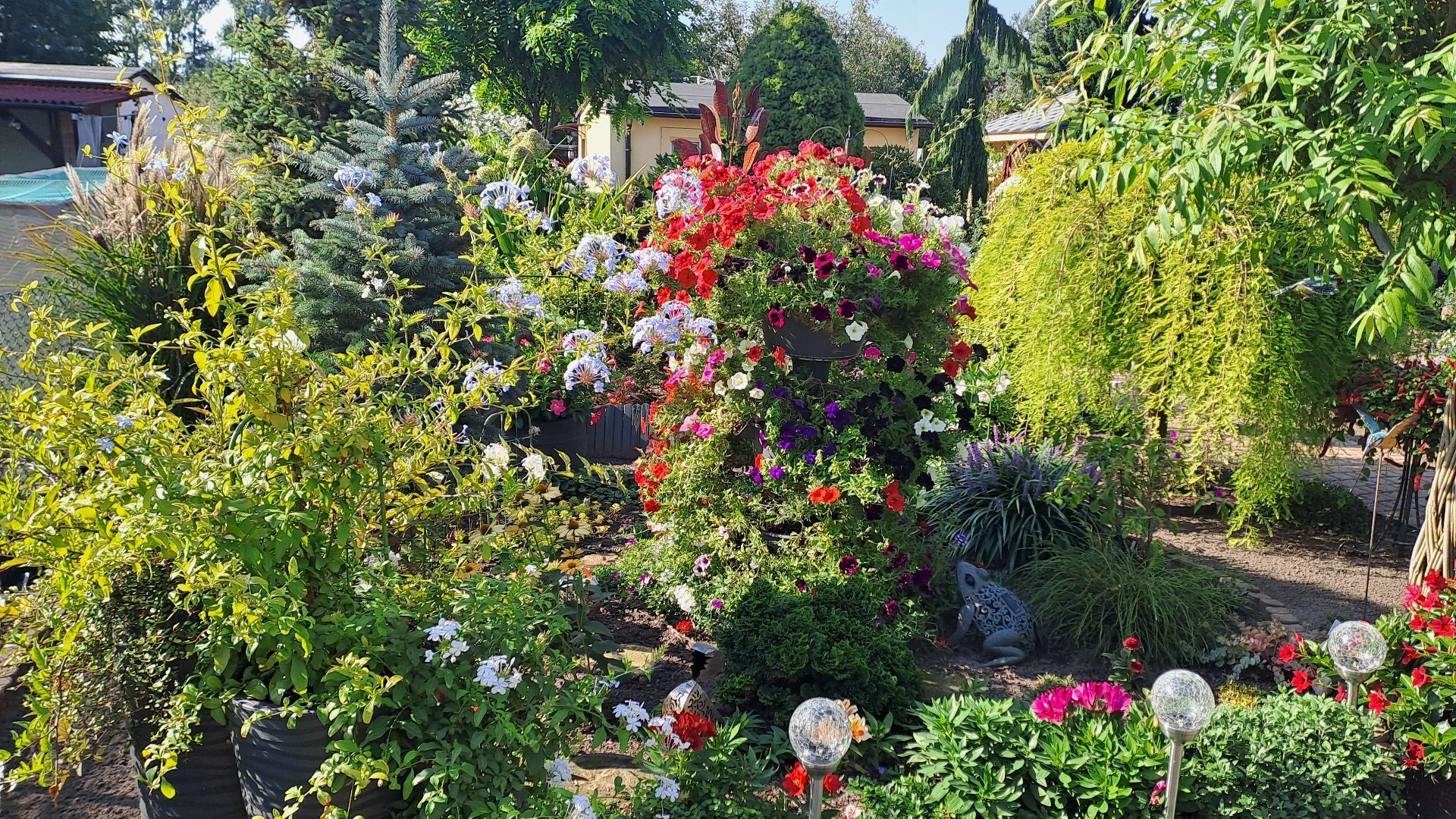 1 miejsce w kategorii działki na terenach ROD Pani Ewa Halicka ROD "Lotnictwa Polskiego" w centrum znajduje się wieża kwiatowa obsadzona surfiniami w rozmaitych kolorach. Po lewej stronie pelargonia. Dalej po prawej stronie dipladenia, liriope, a w tle metasekwoja chińska w odmianie płaczącej.