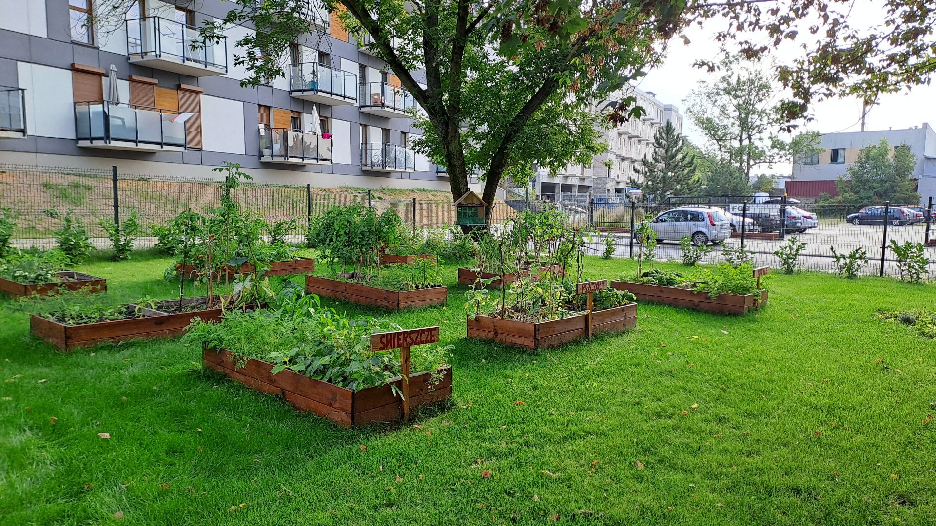 1 miejsce w kategorii zieleńce,kwietniki,zielone podwórka Przedszkole nr 82 Mali Ogrodnicy (Rada Osiedla Ostrów Tumski Śródka Zawady Komandoria) ogródek warzywny w wyniesionych rabatach oznaczonych tabliczkami z nazwą grupy przedszkolaków która danymi rabatami się zajmuje. Pod drzewami rabaty bylinowe z domkami dla owadów.