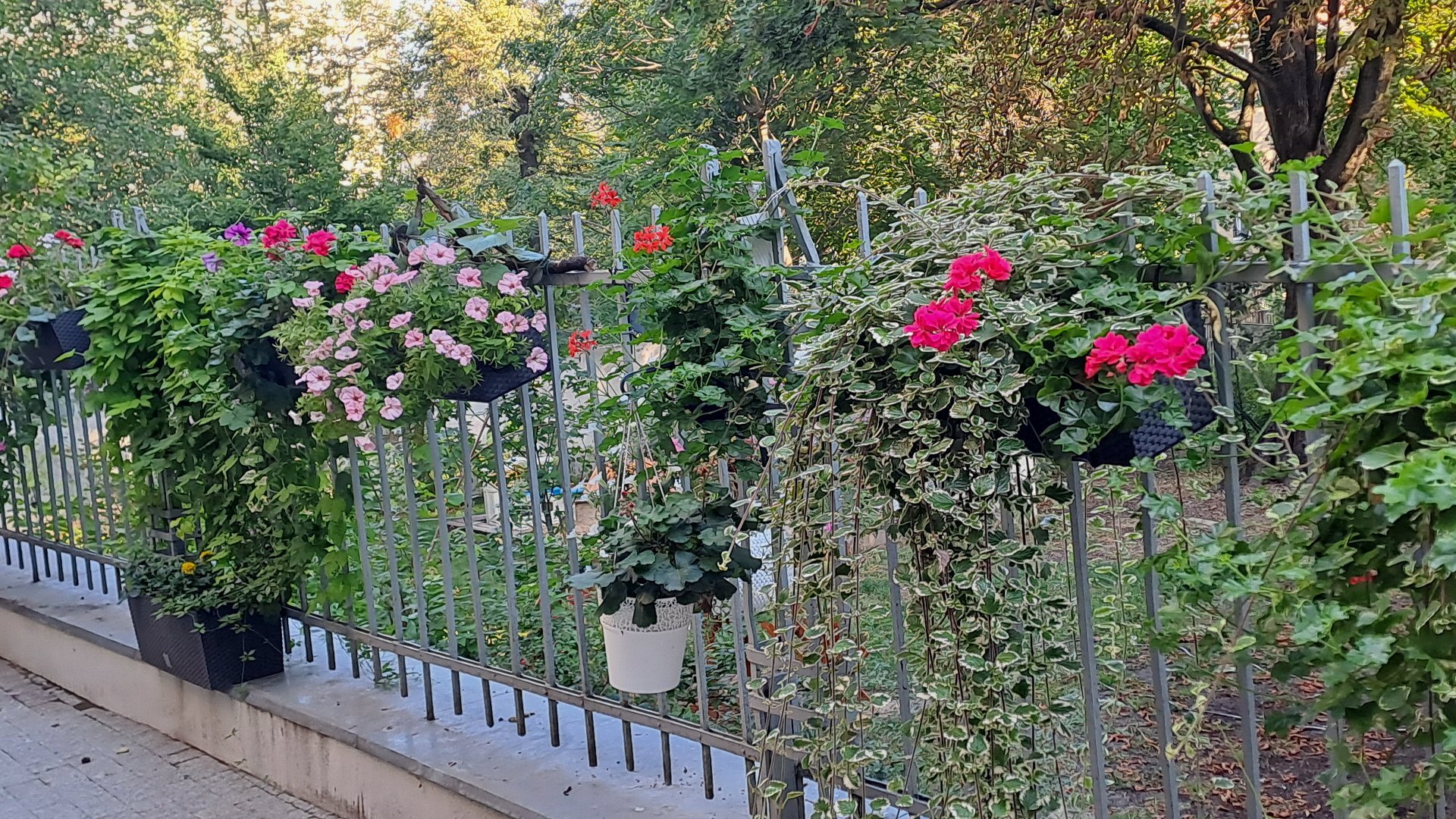 3 miejsce w kategorii zieleńce-zielone podwórka Pani Magdaleny Gackowskiej (Rada Osiedla Stare Miasto) w podwieszanych na płocie pojemnikach znajdują się rośliny tj.: petunie jasno-różowe, fioletowe, białe; pelargonie jasno i ciemno-różowe, czerwone; komarzyce; żeniszek; dichondra.