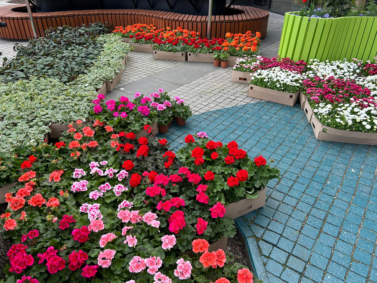 Na placu przed Galerią Posnania wystawiono różnokolorowe sadzonki kwiatów - pelargonie, jaskry, stokrotki, komarzyce. - grafika artykułu