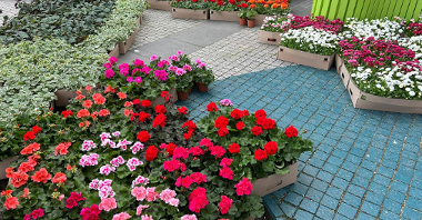 Na placu przed Galerią Posnania wystawiono różnokolorowe sadzonki kwiatów - pelargonie, jaskry, stokrotki, komarzyce.