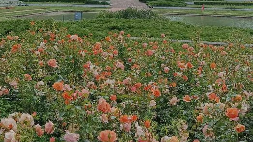 Krzewy róż w Rosarium