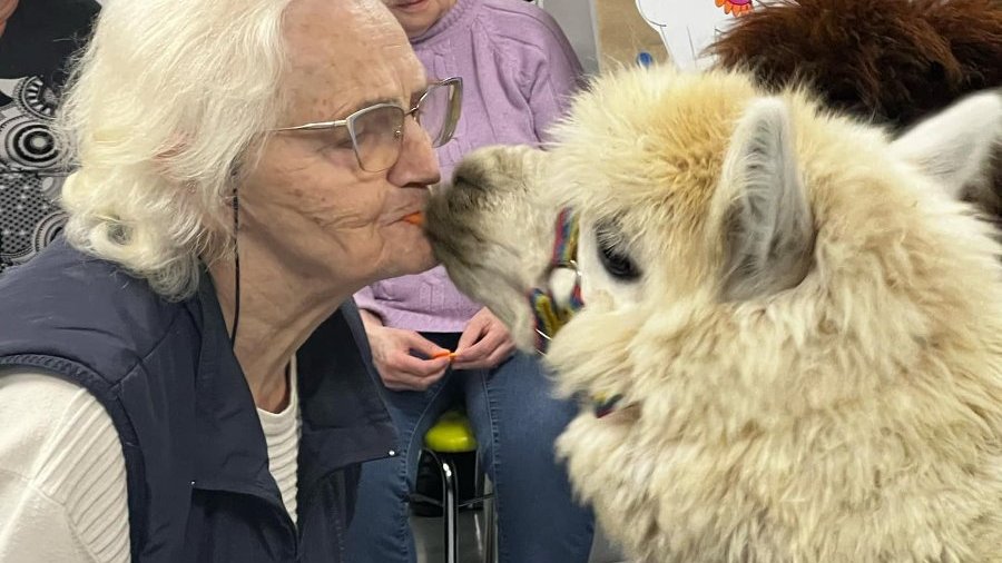 Seniorka podaje marchewkę alpace.