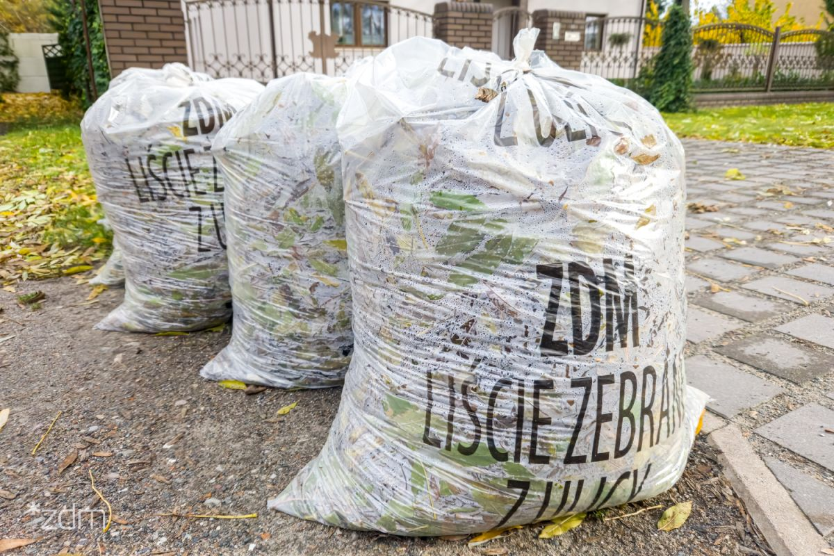 Na fotografii znajdują się worki zapełnione liśćmi. Jest na nich napis: "ZDM LIŚCIE ZEBRANE Z ULICY". Worki ustawione są na ziemi, blisko wyjazdu z posesji - w tle widać wspomnianą posesję. - grafika artykułu