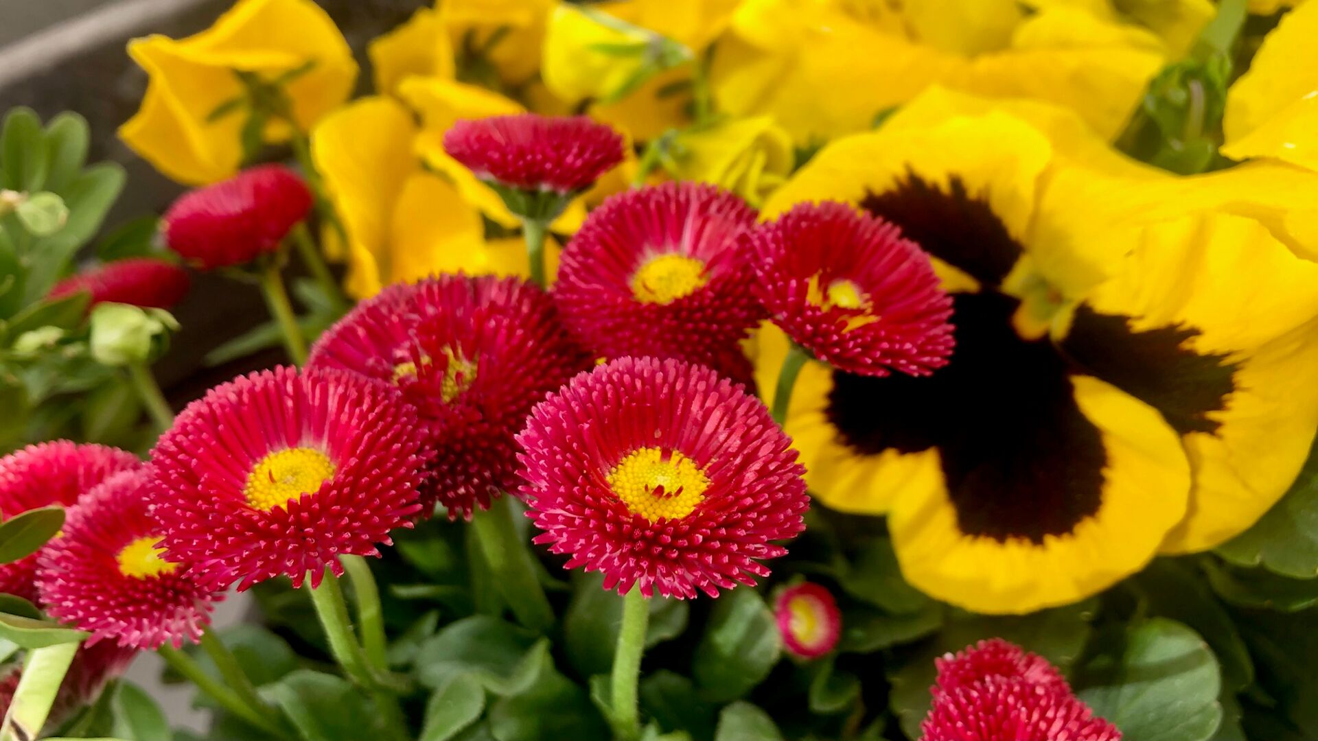 Zdjęcie wiosennych kwiatów: ogrodowe stokrotki i bratki - grafika artykułu